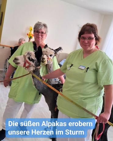 Zwei Frauen in hellgrüner Dienstkleidung posieren mit zwei Alpakas. Die Frau auf der linken Seite trägt eine Brille und hat kurze graue Haare. Sie hält die Führungsleine eines schwarz-weißen Alpakas.  Die Frau auf der rechten Seite trägt ebenfalls Brille, hat kurze braune Haare und hält einen langen, dünnen Stab sowie die Enden der Führungsleinen der Alpakas.  Eine Textüberlagerung lautet: „Die süßen Alpakas erobern unsere Herzen im Sturm.“