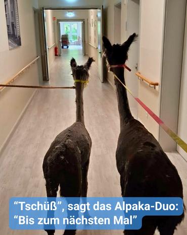 Zwei Alpakas stehen in einem Flur, mit dem Rücken zum Betrachter und blickend auf ein strahlendes Licht am Ende des Gangs. Das Alpaka auf der rechten Seite ist dunkelbraun oder schwarz und wird an einer roten und gelben Leine geführt. Das links befindliche Alpaka ist hellbraun oder grau und trägt ein gelbes Halsband.  Der Flur ist schmal, mit elfenbeinfarbenen Wänden und einem hellen Boden. An den Wänden sind Handläufe befestigt, und mehrere Türöffnungen sind sichtbar, die in andere Räume führen. Das Bild trägt die Aufschrift „Tschüß“; das Alpaka-Duo sagt: „Bis zum nächsten Mal“.