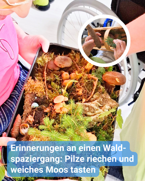 Seniorin betrachtet eine Schale voller Naturmaterialien aus dem Wald. Bildbeschriftung: Erinnerungen an einen Waldspaziergang: Pilze riechen und weiches Moos tasten