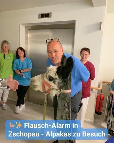 In einem Innenraum, vermutlich in einer Einrichtung des Gesundheitswesens, steht ein Mann mit Brille in unmittelbarer Nähe eines schwarz-weißen Alpakas, wobei sein Körper teilweise verdeckt wird. Er trägt ein blauschattiertes Kurzarmhemd und scheint gerade zu sprechen. Hinter ihm befinden sich drei Frauen, die so positioniert sind, dass sie alle gut sichtbar sind und den Blick auf die Kamera richten.  Hinter dem Mann ist ein Aufzug sichtbar, zudem befinden sich auf der rechten Seite des Bildes ein Rollstuhl und ein Feuerlöscher. Die Beleuchtung ist hell, und die Situation wirkt wie eine ungezwungene Begegnung oder Veranstaltung.  Am unteren Rand des Bildes befindet sich eine blaue Grafik mit der Aufschrift "Flausch-Alarm in Zschopau – Alpakas zu Besuch", ergänzt durch ein kleines Alpaka-Icon und Sternsymbole. Eine Hand mit gestreiftem Ärmel befindet sich im linken Bildbereich.
